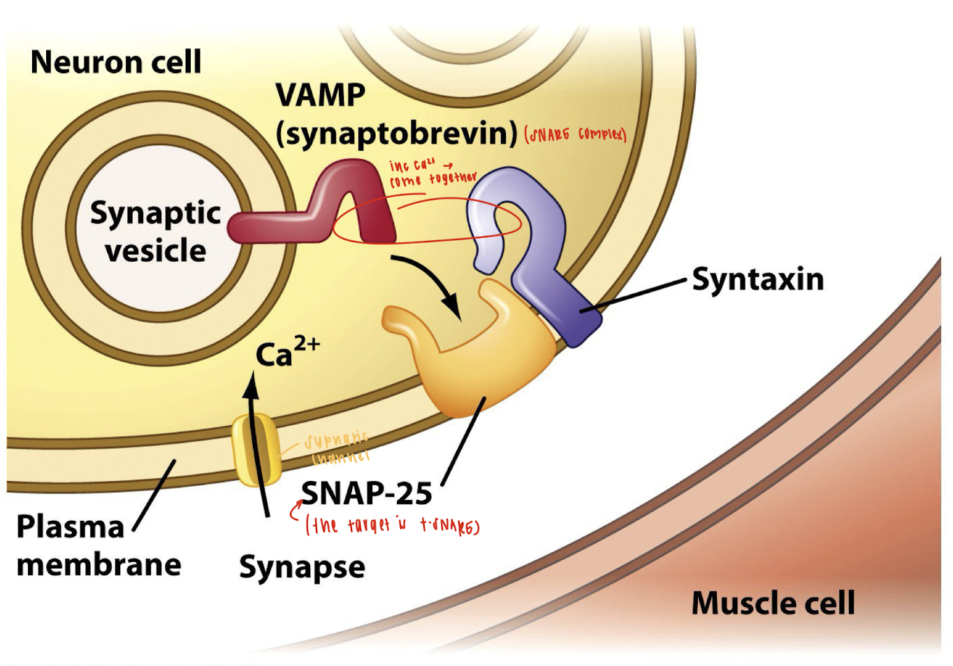 <p>The botulinum toxin inhibits neurotransmitter release by disrupting the <strong>SNARE complex</strong>, a group of proteins required for <strong>synaptic vesicle fusion</strong> with the presynaptic membrane. Here's how:</p><ol><li><p><strong>Endocytosis and Activation</strong>:</p><ul><li><p>The toxin binds to the neuron cell membrane and enters via endocytosis.</p></li><li><p>Inside the endosome, the <strong>low pH</strong> breaks disulfide bonds in the toxin, activating it by allowing the <strong>proteolytic light chain</strong> to enter the cytoplasm.</p></li></ul></li><li><p><strong>Target Cleavage</strong>:</p><ul><li><p>The active light chain cleaves <strong>SNARE proteins</strong>, which are essential for vesicle fusion.</p></li><li><p>Specifically, <strong>botulinum toxin cleaves synaptobrevin (VAMP)</strong>, a key vesicle-associated SNARE protein.</p></li></ul></li><li><p><strong>Effect</strong>:</p><ul><li><p>Without VAMP, the synaptic vesicle cannot fuse with the plasma membrane.</p></li><li><p>As a result, <strong>acetylcholine cannot be released into the synaptic cleft</strong>, and <strong>muscle contraction is blocked</strong>, causing flaccid paralysis.</p></li></ul></li></ol><p></p>