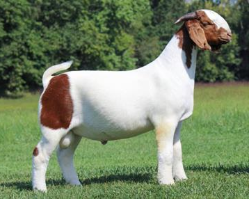 <ul><li><p>parasite susceptible</p></li><li><p>looks fluffy </p></li><li><p>white and Mahogony </p></li></ul><p></p>