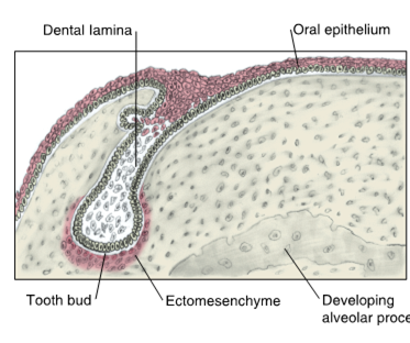 <ul><li><p>second stage of odontogenesis</p></li><li><p>extensive proliferation of the dental lamina into 10 buds per arch that penetrate the ectomesenchyme</p></li><li><p>basement membrane remains between the dental lamina bud and the surrounding growing and condensing ectomesenchyme </p></li><li><p>each bud will later form the tooth germ</p></li></ul><p></p>