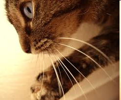 <p>Long tactical hairs</p>