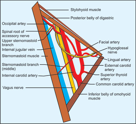 <p>Which one of the following structures is not related to the carotid triangle?</p><p>A. hypoglossal nerve</p><p>B. superior laryngeal nerve</p><p>C. facial artery</p><p>D. thyrohyoid muscle</p><p>E. sternohyoid muscle</p>