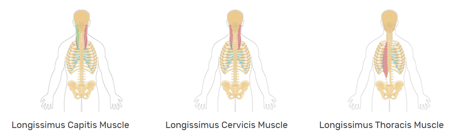 <p>Erector spinae group (Longissimus) </p>
