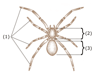 <p>Këto arthropode nuk kanë antena por zëvendësohen me <strong><em>Heliceret</em></strong> që shërbejnë për rrëmbimin, mbytjen dhe imtësimin e presë. Trupi i helicerateve ka dy rajone:</p><ul><li><p><strong><em>Prosoma (2)</em></strong></p></li><li><p><strong><em>Opistosoma (3)</em></strong></p></li></ul><p></p>