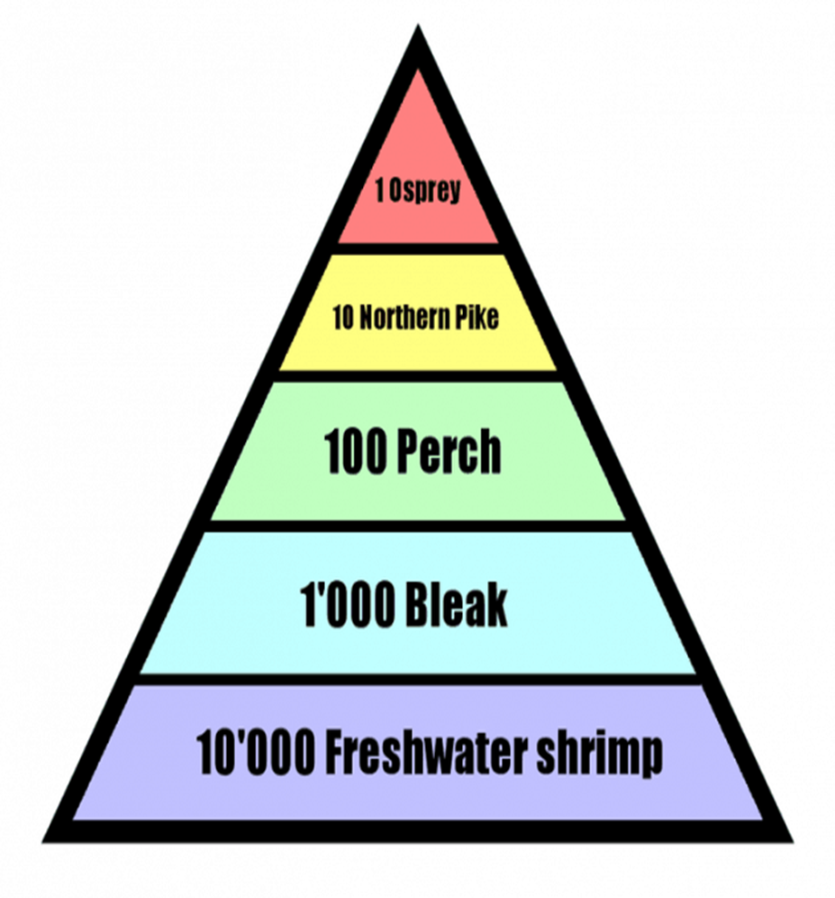 <p>shows the relative <strong>number of individuals living at each trophic level</strong></p>