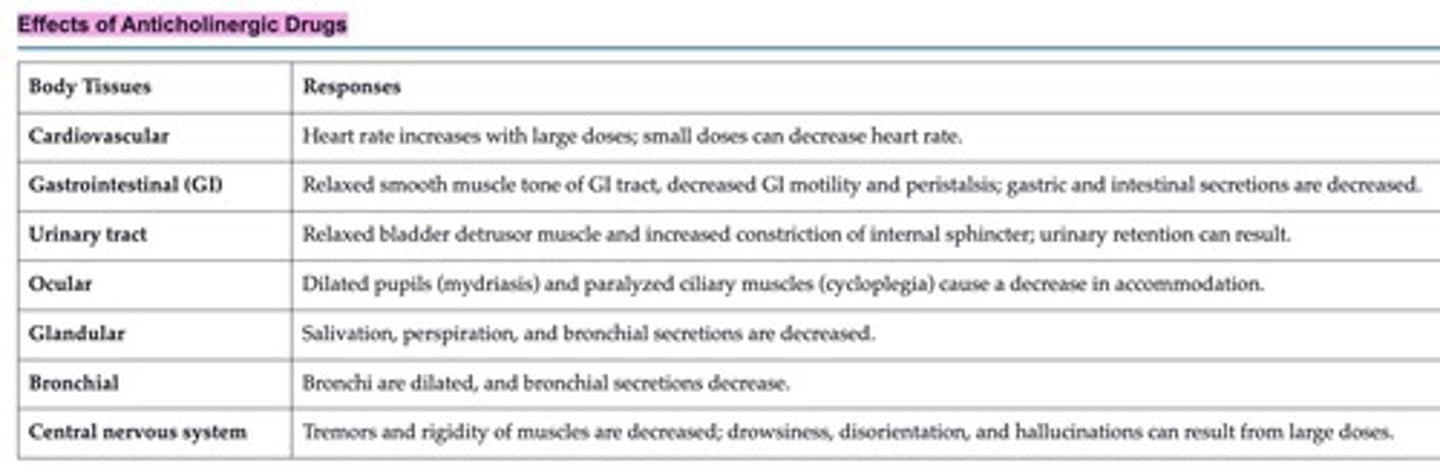 <p>It is an anticholinergic that:</p><p>Increase heart rate</p><p>promotes pupil dilation</p><p>decreases GI motility</p><p>spasms</p><p>peristalsis</p><p>salivary and gastric secretions</p>