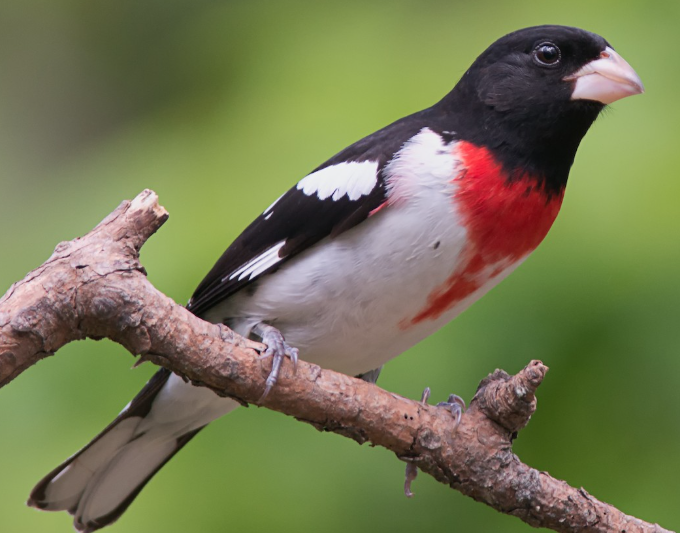 <p>What bird is this? </p>