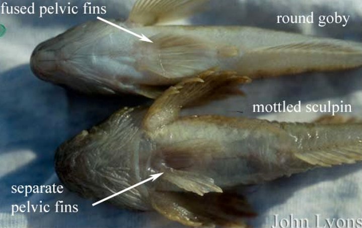 <p>Their pelvic fins are fused together into a suction cup-like structure.</p>