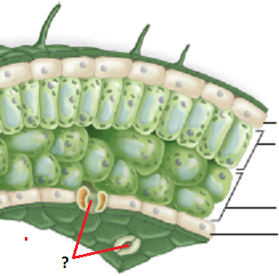 -Pores in the leaf that are opened and closed by guard cells to help with the exchange of gases between the leaf and the outside environment.