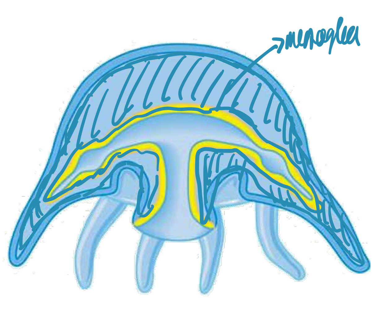 <p>Extracellular matrix functioning as a hydrostatic skeleton.</p>