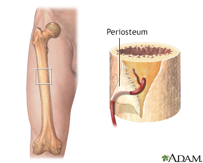 <p>-Fibrous cellular, vascular, and highly sensitive. On the outer portion of the bone </p><p>-Source for osteoprogenitor</p>