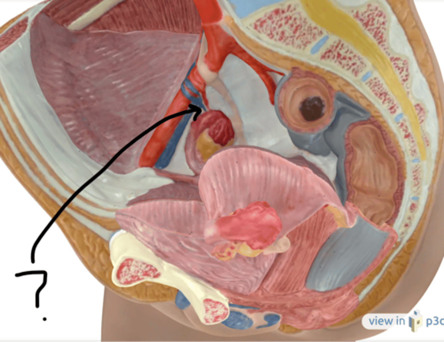 <p>Name this connective tissue</p>