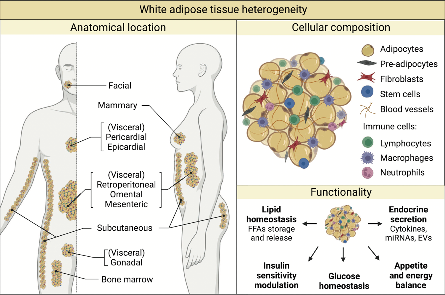 <p>all over</p><ul><li><p>face</p></li><li><p>mamary</p></li><li><p>visceral in chest and abdomen</p></li><li><p>subcutaneous areas</p></li><li><p>bone marrow</p></li></ul><p></p>