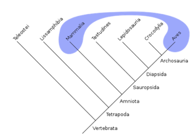 <p>members do NOT share a common ancestor</p>