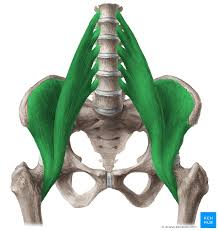 <p>iliopsoas ( iliacus + psoas)</p>