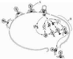 <ul><li><p>virus preusmeri presnovo gostiteljske celice, da izdela svoje sestavne dele</p></li><li><p>celica gostitelja razpade</p></li></ul><p></p>