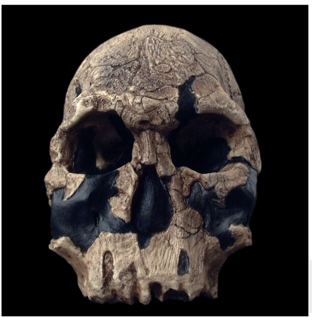 <p>Homo rudolfensis</p>