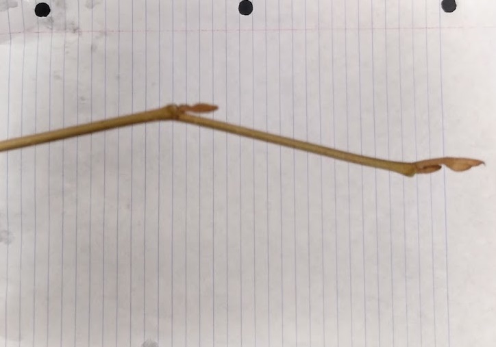<p>Naked brown stalked buds, nutty looking flower buds, slender twig</p>