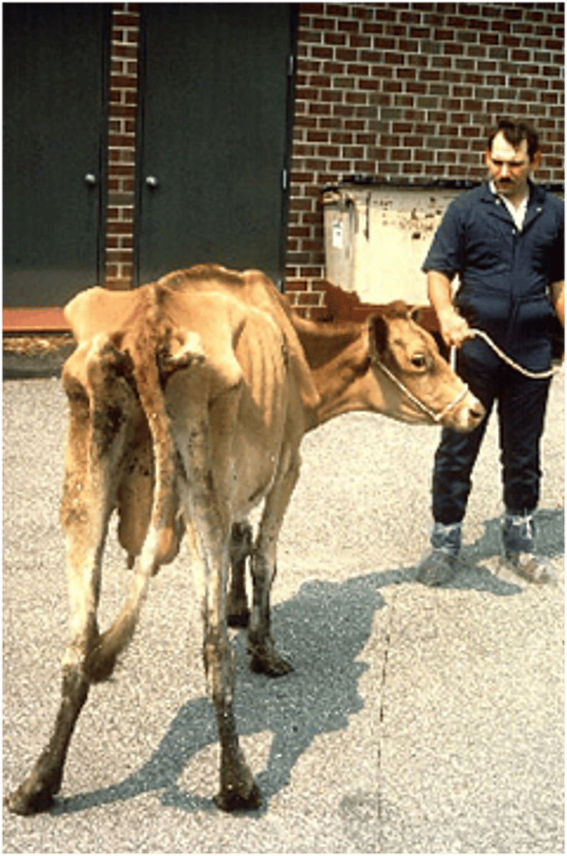 <p>what lead to the physical condition of this cow</p>