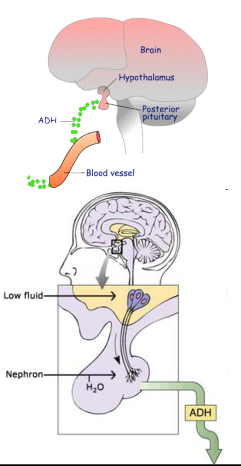 <ul><li><p>osmoreceptors in hypothalamus detect change in osmotic pressure</p></li><li><p>osmotic pressure: high is dehydration, low is overhydration </p></li><li><p>pituitary gland releases or prevents release of ADH into blood depending on current fluid amount</p></li></ul><p></p>