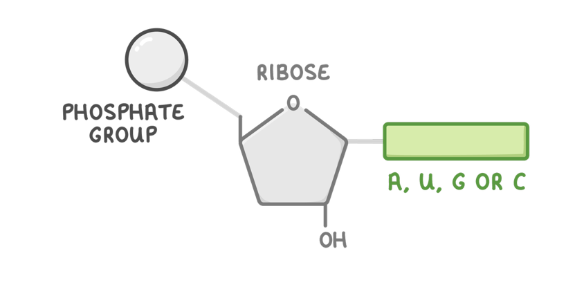 <p><span>Ribonucleic acid (RNA)&nbsp;is a type of nucleic acid that&nbsp;uses information from DNA to synthesise proteins.</span></p><p><strong>Each RNA nucleotide is made up of three components:&nbsp;</strong></p><ol><li><p>Ribose - A pentose sugar.</p></li><li><p>A, U, G, or C base - Adenine, uracil, guanine, or cytosine.&nbsp;</p></li><li><p>A phosphate group</p></li></ol><p></p>