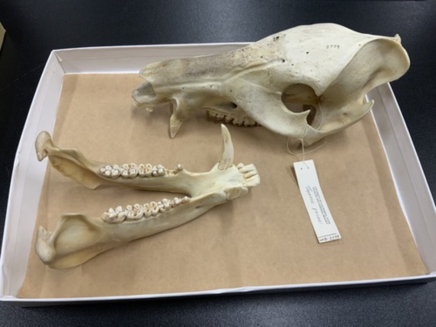 <p>Family, Order, Infraclass, Subclass</p><p>-tusks straight, curving downward</p><p>-bunodont teeth</p>