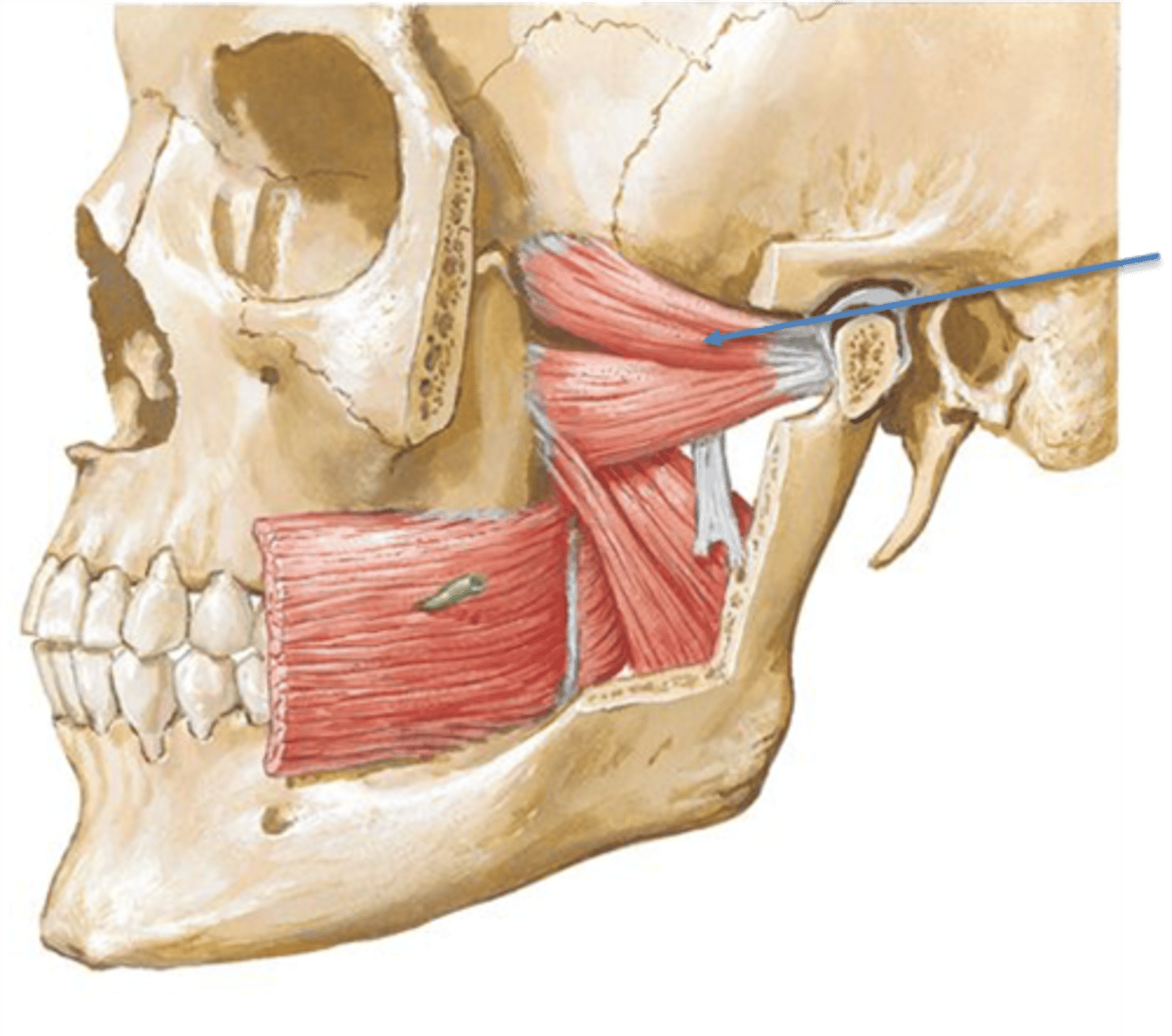 <p>Inferior Heads: Slight depression of mandible during jaw opening </p><p>One muscle: lateral deviation of mandible (shift lower jaw) </p><p>Both muscles: Protrusion of mandible (lower jaw forward) </p>