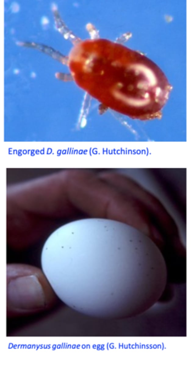 <p>Dermanyssus gallinae are very motile, they bite the hosts =&gt; irritate the birds that are restless, do not feed and refuse to enter the infested sheds or to lay eggs in the infested nests;</p><p>Weight loss, reduced egg production and egg quality -&gt; feeding lesions can be seen on chest and legs </p><p>Anaemia, nervousness, damage to the plumage and feather loss</p><p>- Chicks may rapidly die</p>