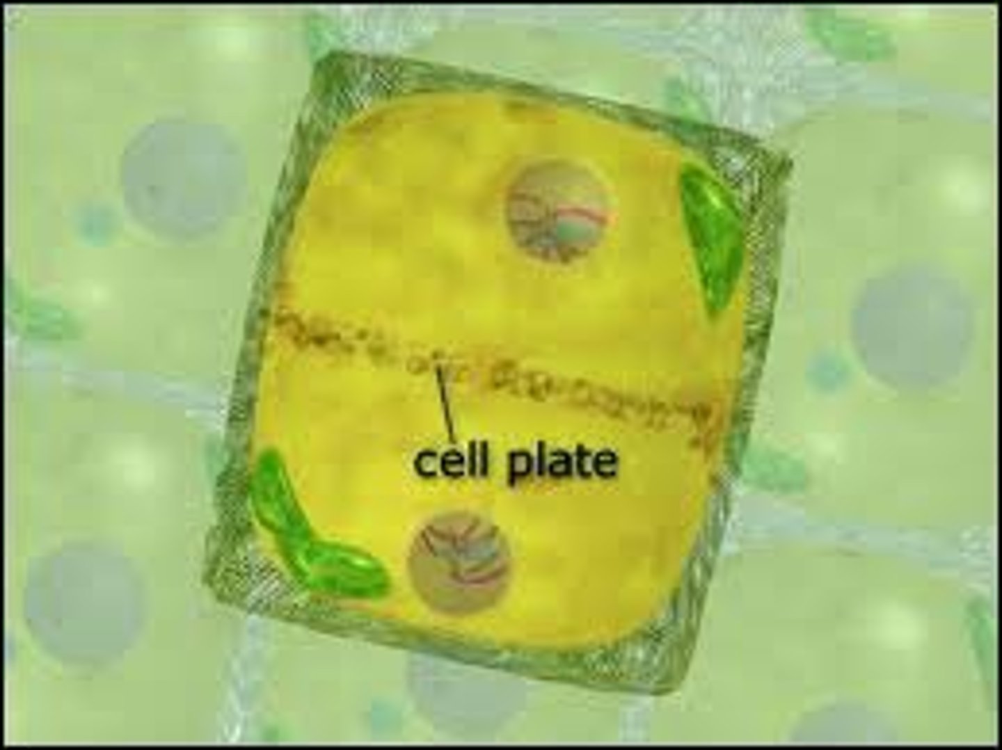 <p>a cell plate forms across the middle of the cell and gradually develops into new cell membranes, and new cell walls form around the cell membranes. because of the rigid cell wall, the cell membrane cannot be pinched inward like cytokinesis happens in animal cells.</p>