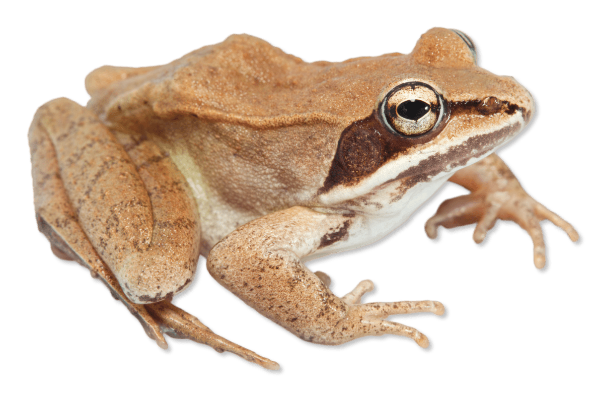 Wood Frog