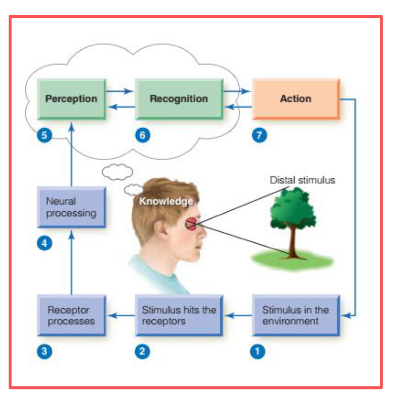 <p>Something capable of interacting with the senses.</p><ul><li><p>Molecules in the air (smell)</p></li><li><p>Sound vibrations from the leaves</p></li><li><p>Photons of light bouncing off a tree</p></li></ul><p></p>