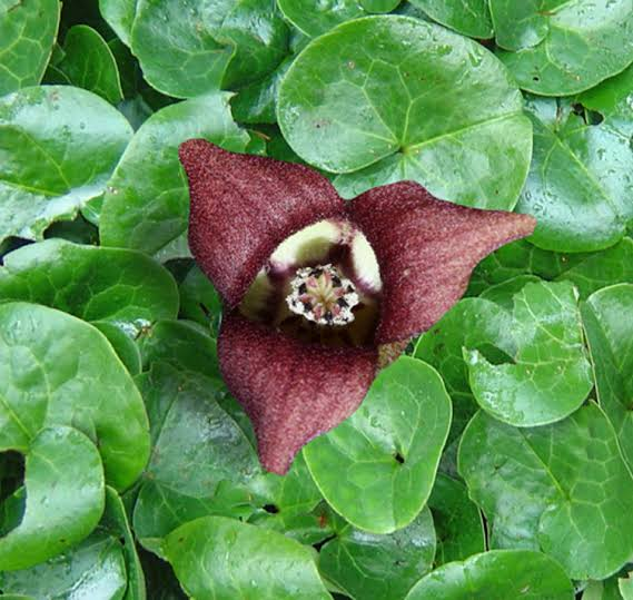 <p>Asarum europaeum</p>