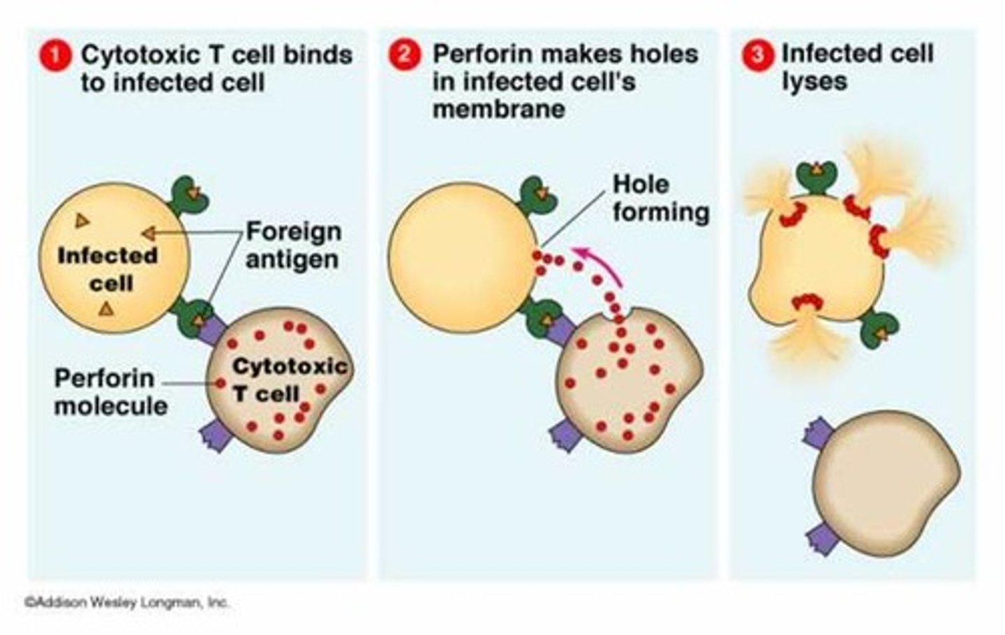 <p>use granzyme and perforin to kill virally infected cells by forcing it to apoptosis</p>