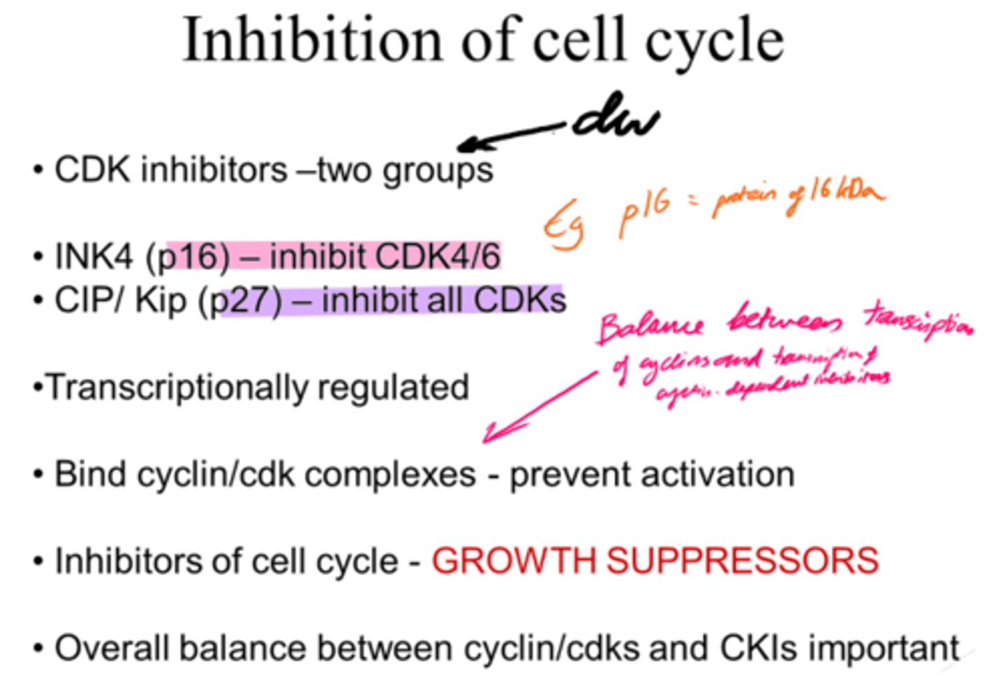 <p>- By Cyclin-dependent kinase inhibitors that bind cyclin/ckd complexes.</p><p>- Growth suppressors.</p><p>- Transcriptionally regulated.</p>