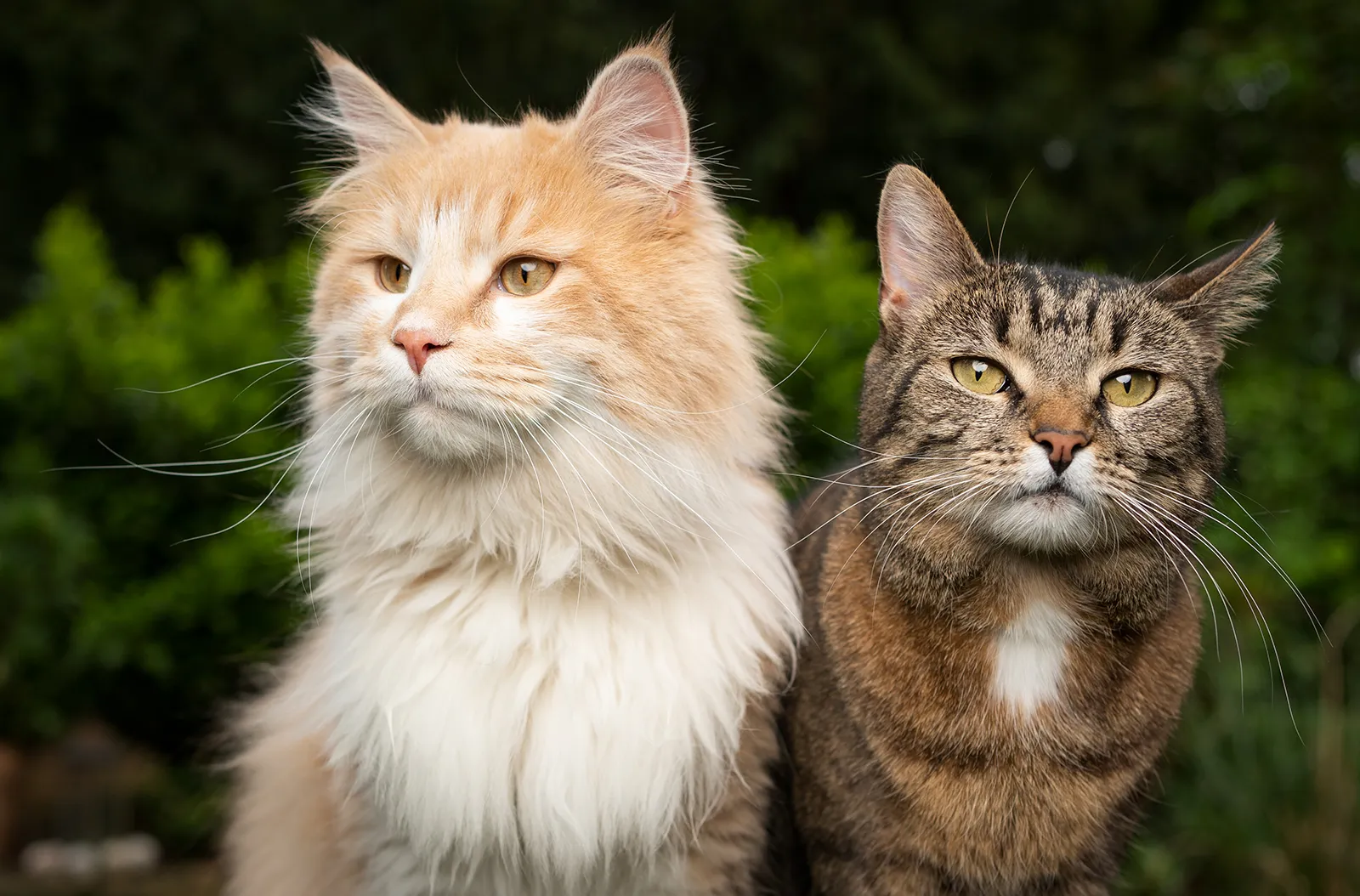 <p>Cat </p>