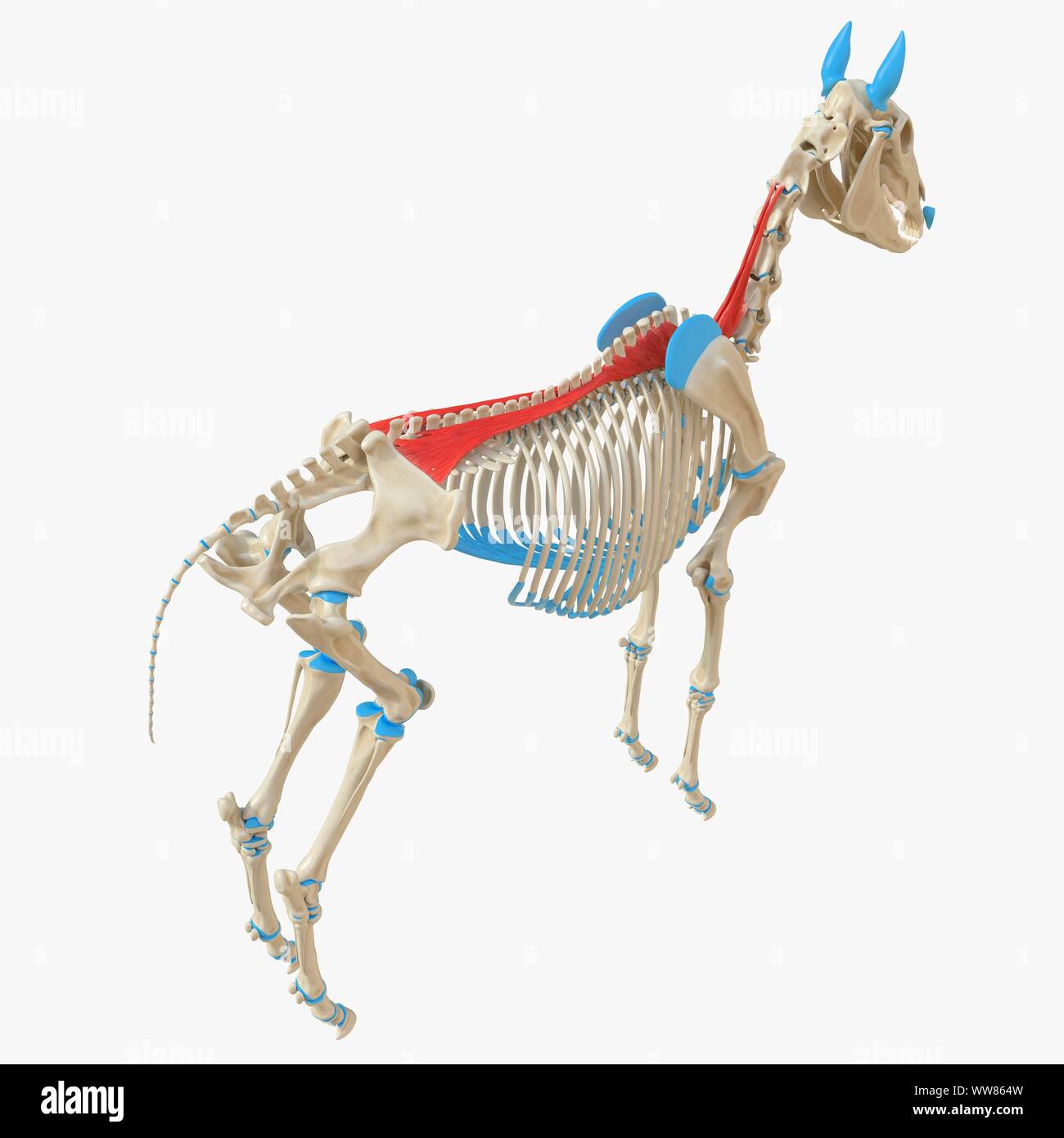 Longissimus Dorsai