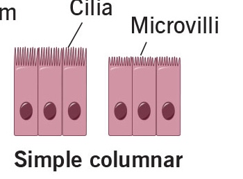 <p>location of ciliated simple columnar</p>
