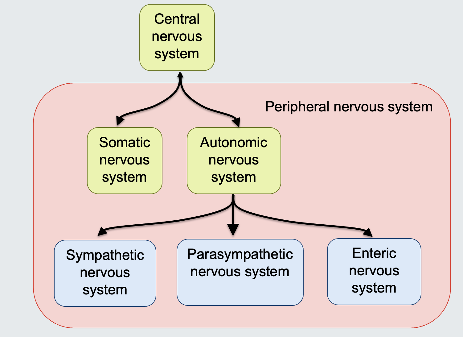<p>Central Nervous System (CNS):</p><ul><li><p>Subdivisions (Peripheral Nervous System):</p><ul><li><p>Somatic Nervous System</p></li><li><p>Autonomic Nervous System</p><ul><li><p>Sympathetic Nervous System</p></li><li><p>Parasympathetic Nervous System</p></li><li><p>Enteric Nervous System</p></li></ul></li></ul><p></p><p></p><p></p><p></p></li></ul><p></p>