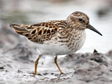 <p>Least Sandpiper</p>