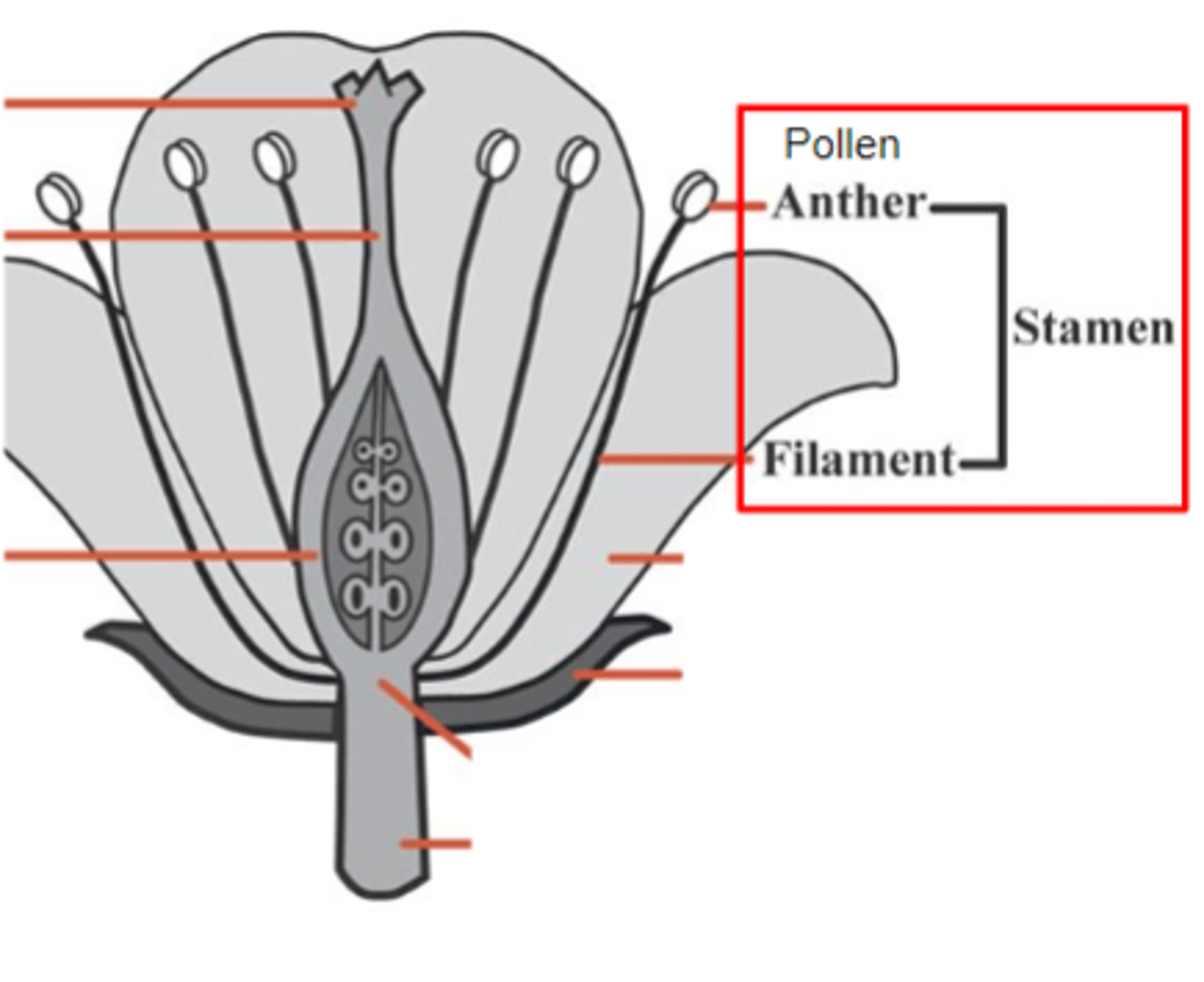 <p>The male reproductive part of a flower</p>