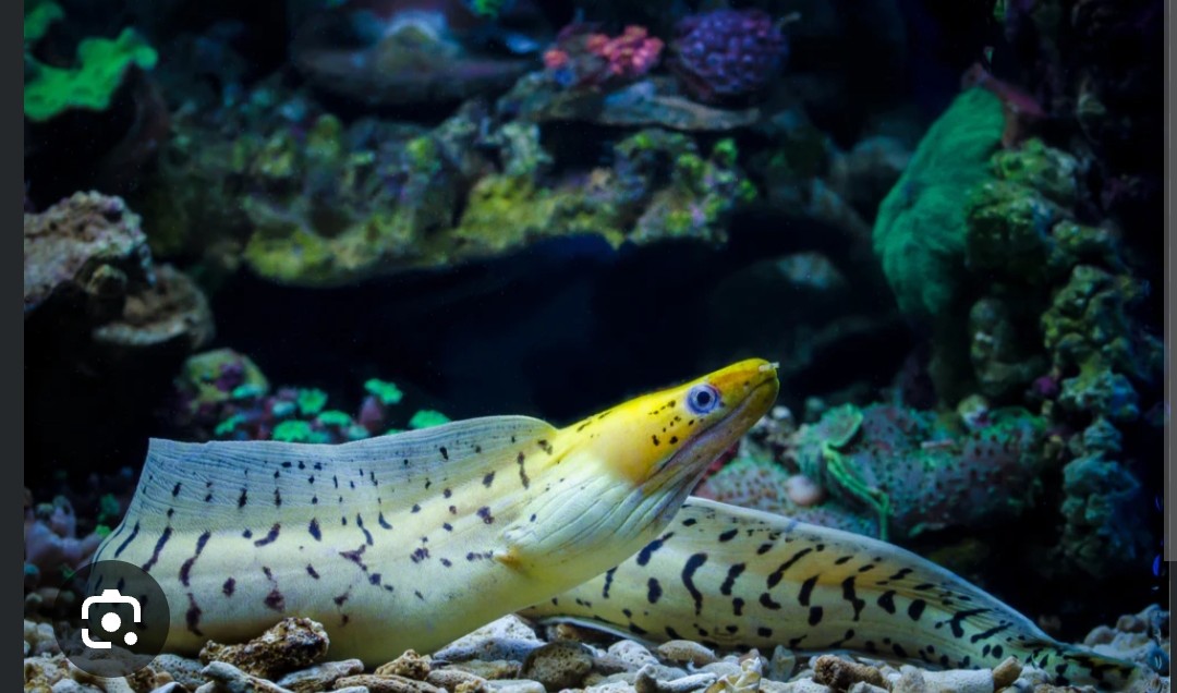 <p>Muraenidae family</p><p class="has-focus">carnivorous fish that primarily eats other fish, crustaceans, and cephalopods.</p><p class="has-focus">distinct yellow head that contrasts with a spotted body, which is typically white with brown bars or blotches, or a grayish-brown with dark bars</p>