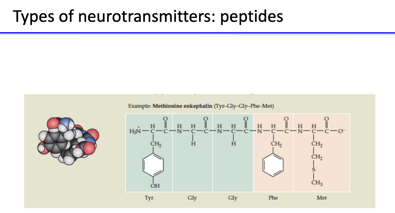 <ul><li><p>Short chains of amino acids (e.g., <strong>substance P, endorphins, oxytocin, vasopressin</strong>).</p></li><li><p>Synthesized in <strong>cell body</strong>, packaged into vesicles, and <strong>transported to terminals</strong>.</p></li><li><p>Usually <strong>modulate slower, longer-lasting synaptic effects</strong>.</p></li></ul><p></p>