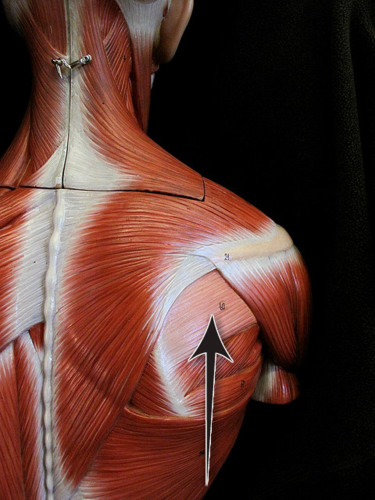 <p>infraspinatus – insertion</p>