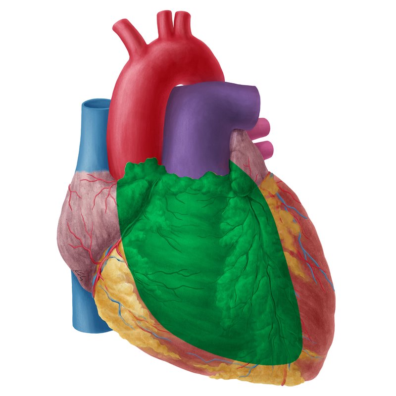 <ul><li><p>deep to the sternum and ribs</p></li><li><p>formed mainly by the right atrium and right ventricle</p></li></ul><p></p>