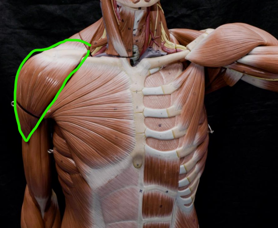 <p>originates - lateral clavicle, acromion and scapula spine </p><p>inserts - deltoid tuberosity of humerus </p><p>actions:</p><p>anterior fiber: flexion and medial rotation of shoulder joint </p><p>middle fiber: abduction of shoulder joint </p><p>posterior fiber: extension and lateral rotation of shoulder joint </p>