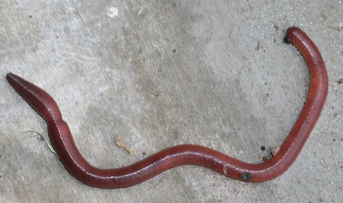 An organism that breaks down wastes and dead organisms