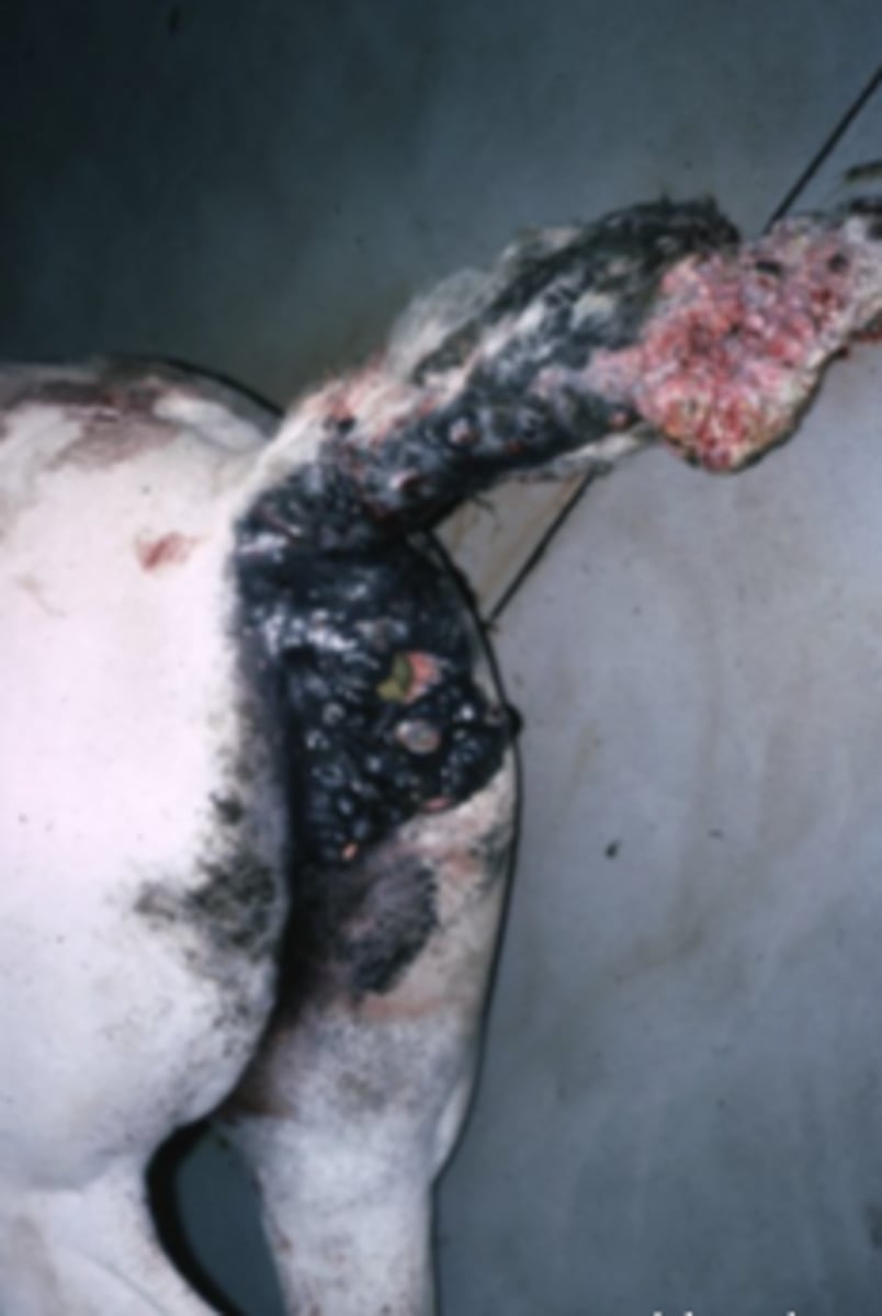 <p>What kind of round cell tumor is this?</p>