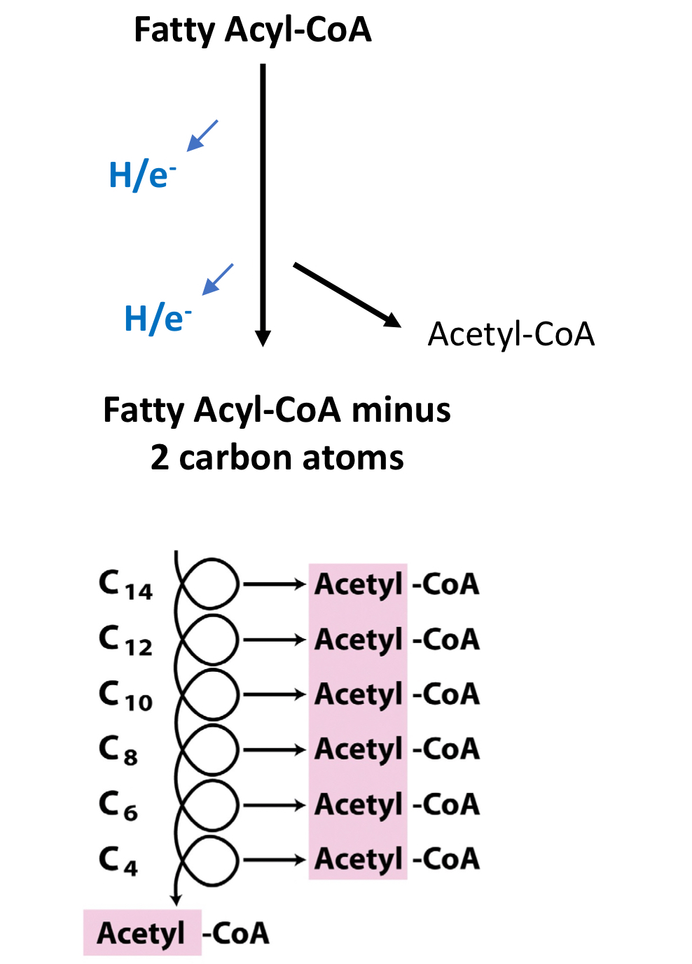<ul><li><p>FAs trapped in the cytoplasm as <u><strong>Fatty Acyl-CoA</strong></u></p></li><li><p>Transported into mitochondria -  Carrier: <strong>Carnitine</strong></p></li><li><p>H/e- ripped out by FAD and NAD+</p></li><li><p>FA part loses an <strong>acetate chunk</strong></p></li><li><p>Cycle repeats</p></li><li><p>Each round of ß-oxidation gives</p><ul><li><p>1 acetyl CoA</p></li><li><p>1 NADH</p></li><li><p>1 FADH2</p></li></ul></li></ul>