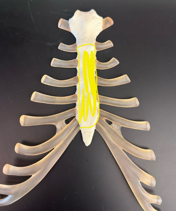 <p>What is highlighted in yellow?</p>