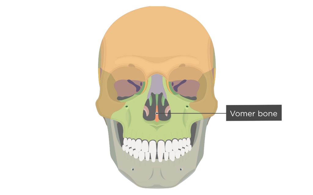 <p>Vomer</p>