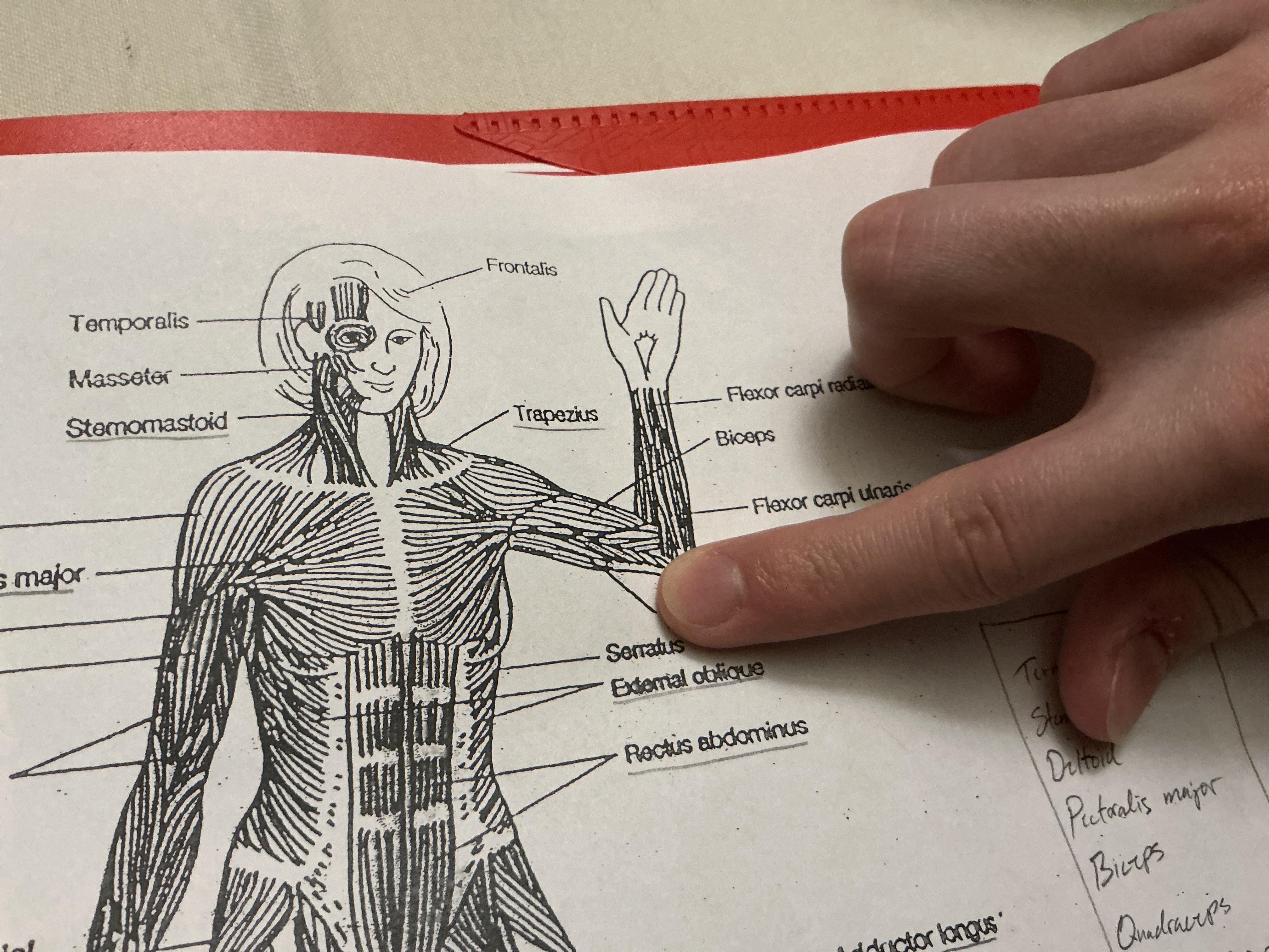 <p><span><span>A muscle located in the back of the upper arm, responsible for elbow extension.</span></span></p>